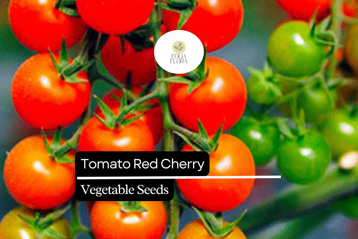 Red Cherry Tomato Seeds – High Yield, Sweet, Bite-Sized Fruit, Solanum lycopersicum, Perfect for Salads & Snacking