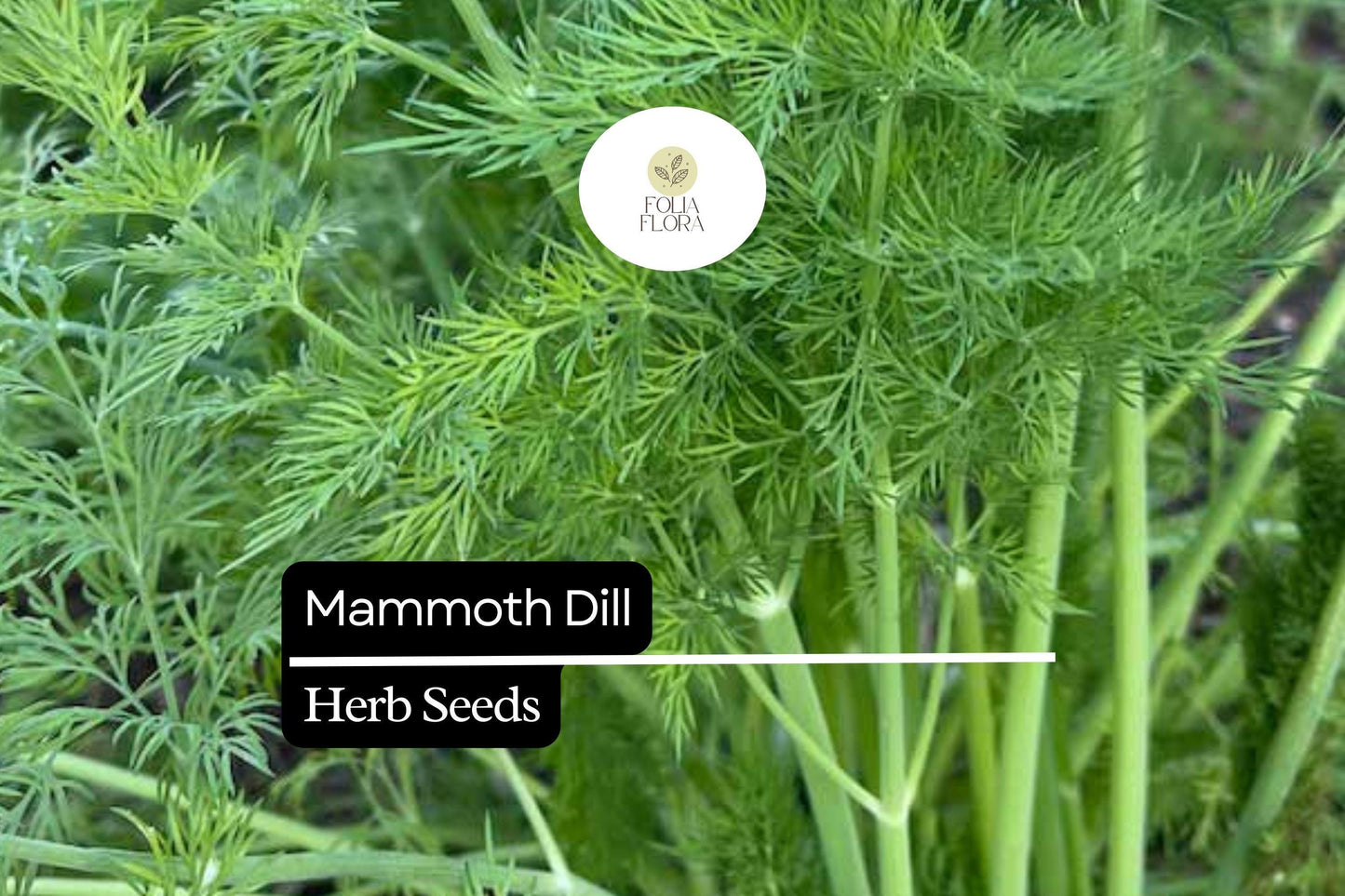 500 Seeds Mammoth Dill Herb Seeds – Aromatic Anethum graveolens for Culinary Use & Pollinator Gardens