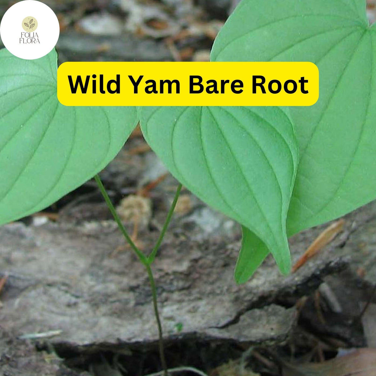 Organic Wild Yam Plants - Bare Root Perennial Vine with Heart-Shaped Leaves, Greenish Flowers, Dioscorea villosa, 5 Pack