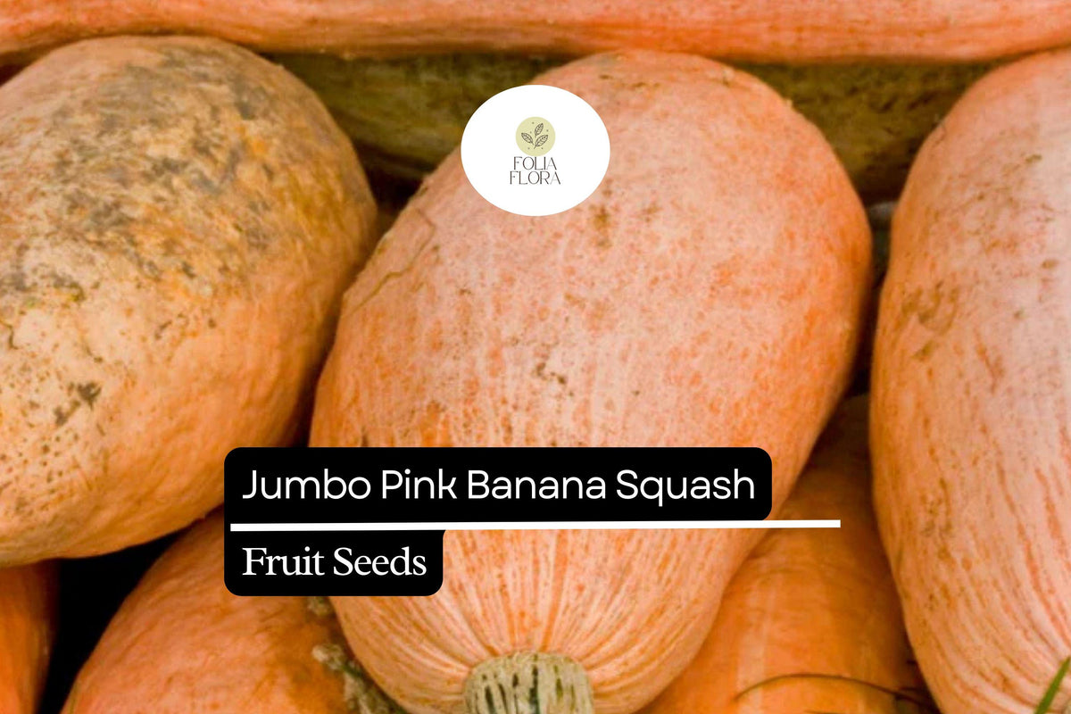 10 Seeds Jumbo Pink Banana Squash Seeds – Heirloom Cucurbita maxima, Sweet Orange Flesh, Vining, Large Garden Plant