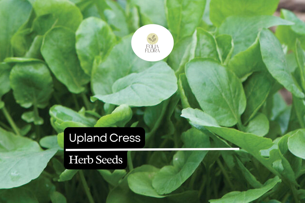 Upland Cress Seeds 1000 Pack – Peppery Herb for Salads & Microgreens – Barbarea verna