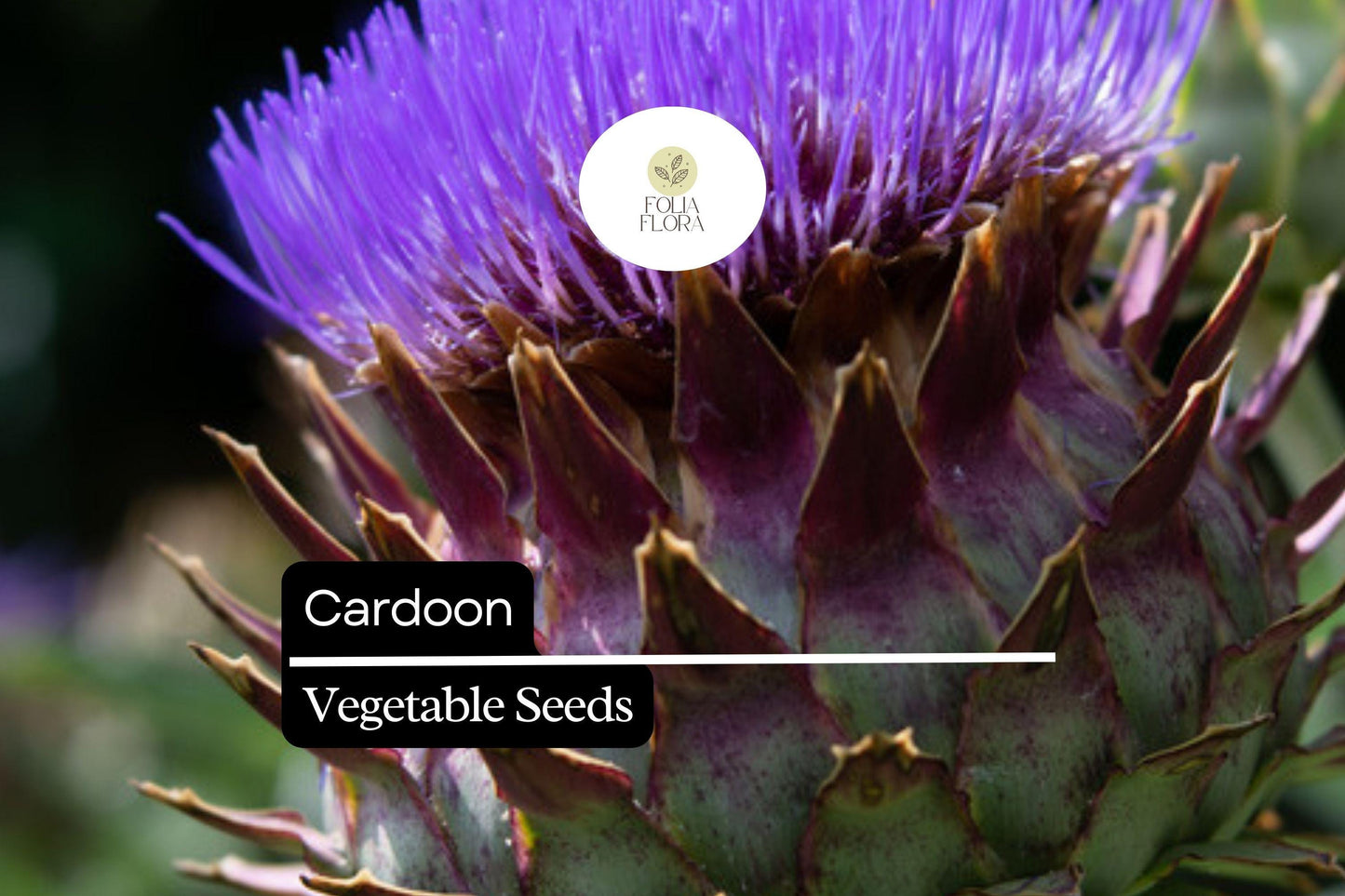 30 Cardoon Seeds - Ornamental Edible Perennial with Silvery-Green Foliage and Purple Flowers - Cynara cardunculus