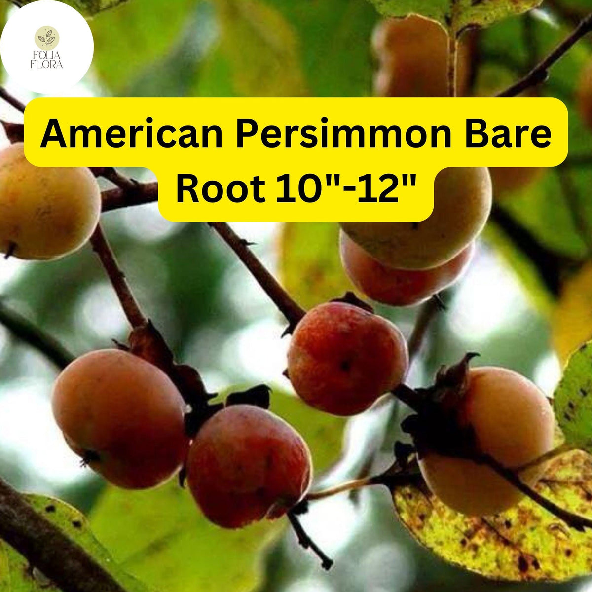 American Persimmon Tree Pack of 2 Bare Root Plants | Diospyros virginiana | Edible Fruit, Drought Tolerant, Hardy