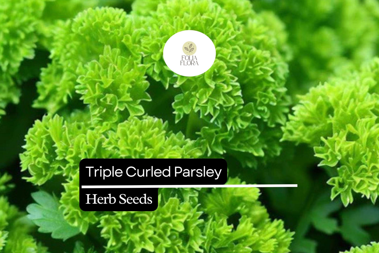 500 Seeds Triple Curled Parsley Herb Seeds, Compact Ornamental Culinary Herb, Petroselinum crispum