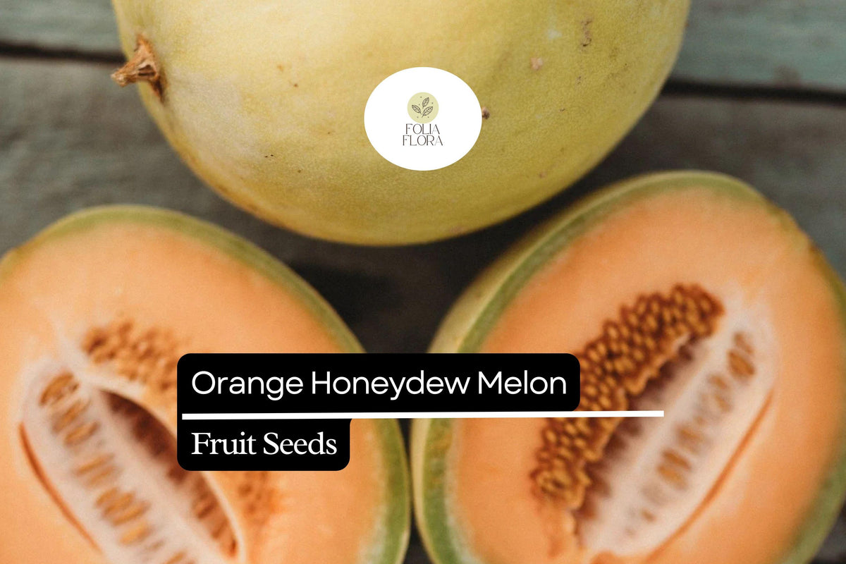 50 Seeds Orange Honeydew Melon Cucumis melo Sweet Juicy Tropical Fruit Seed Pack