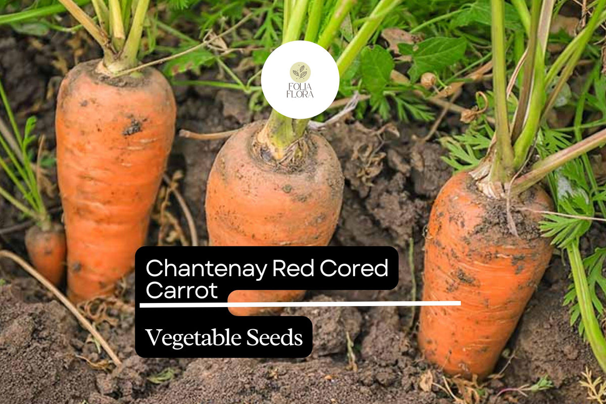 300 Seeds Red Cored Chantenay Carrots Heirloom Daucus carota - Sweet Crisp Orange Roots for Container Gardening