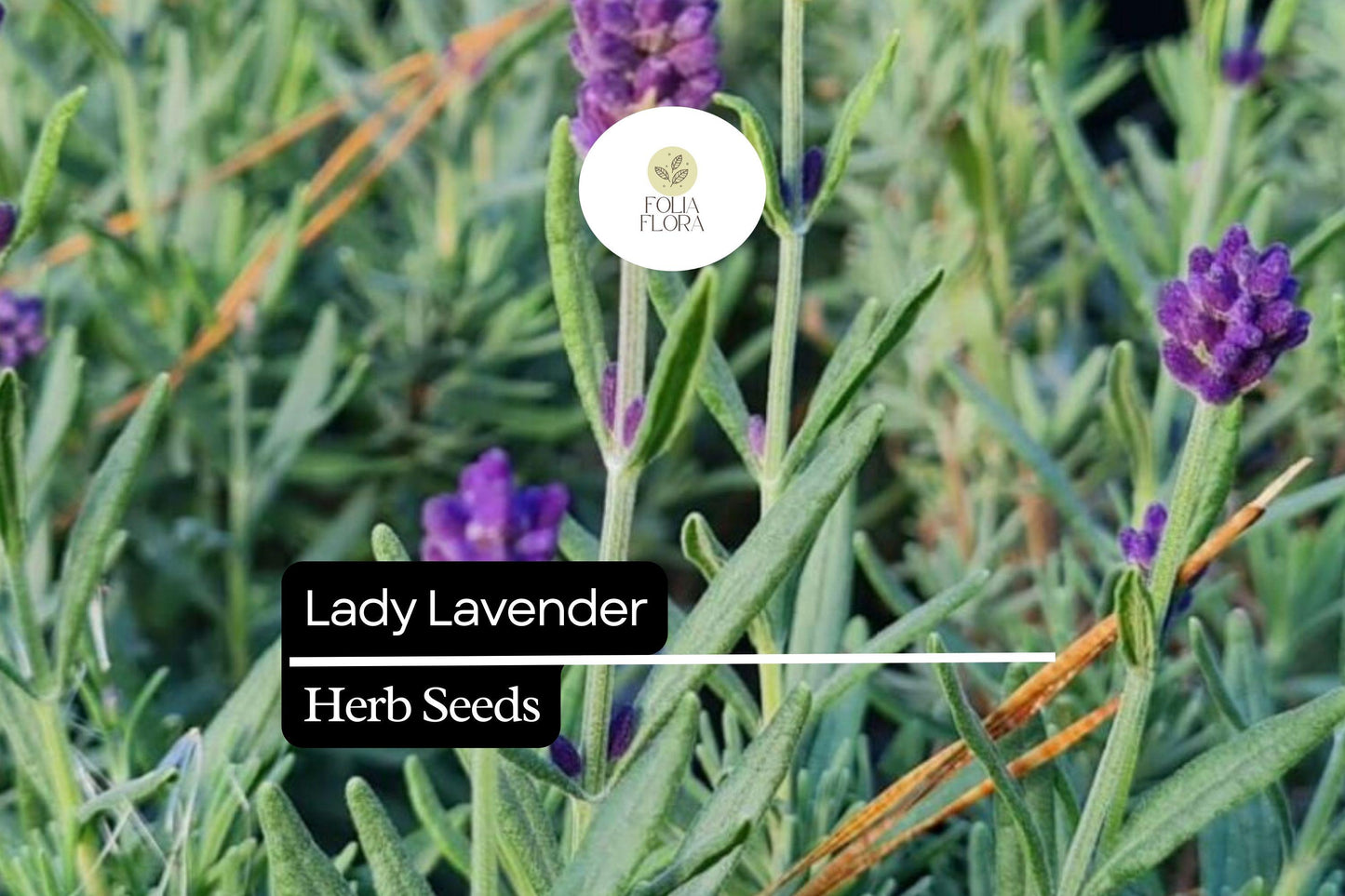Lady Lavender Seeds - 25 Pack, Fragrant Perennial Herb, Lavandula angustifolia, Aromatherapy, Garden Borders, Drought Tolerant