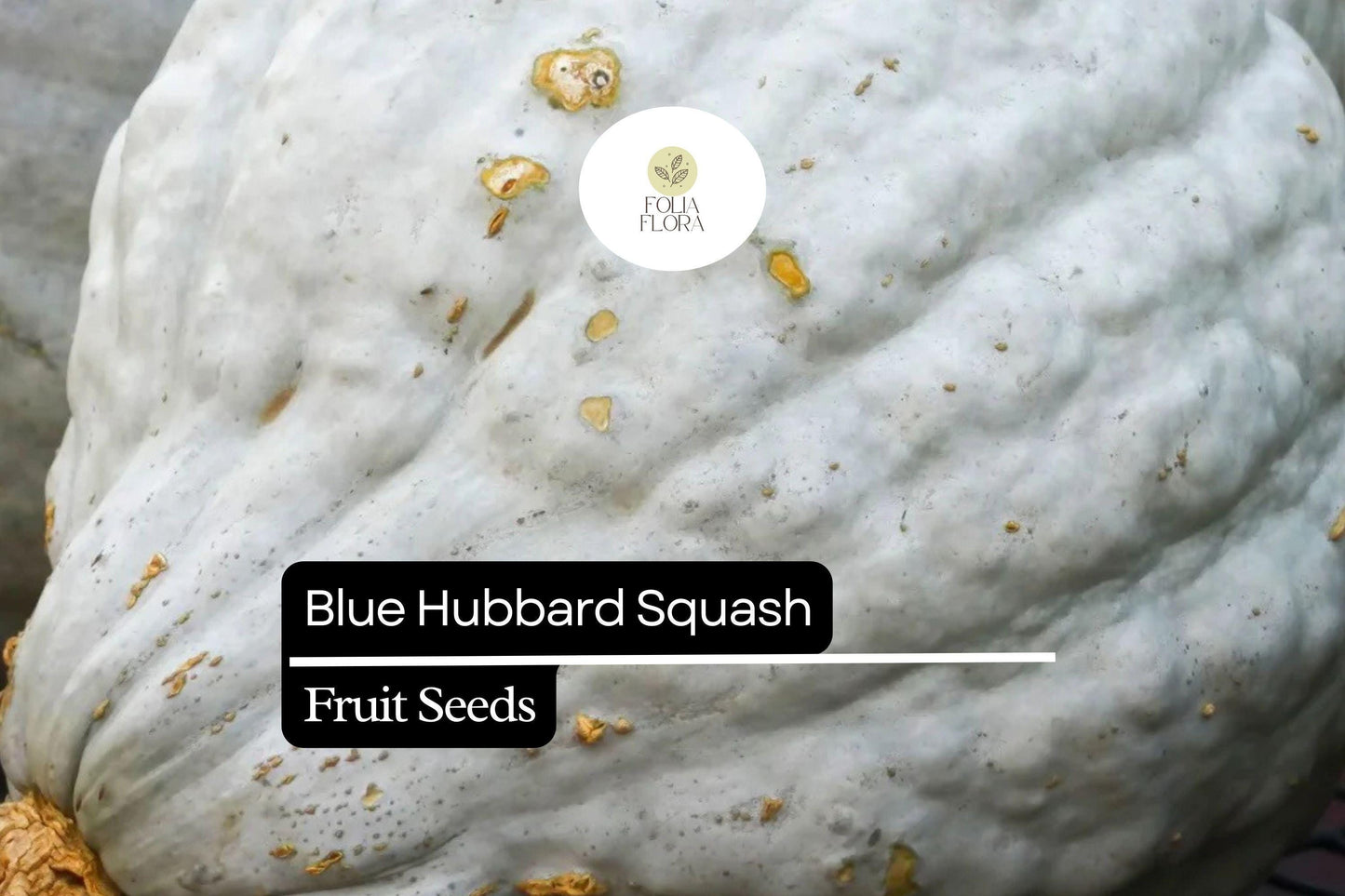 Blue Hubbard Squash Seeds – Heirloom Winter Squash Cucurbita maxima for Roasting, Baking & Soups
