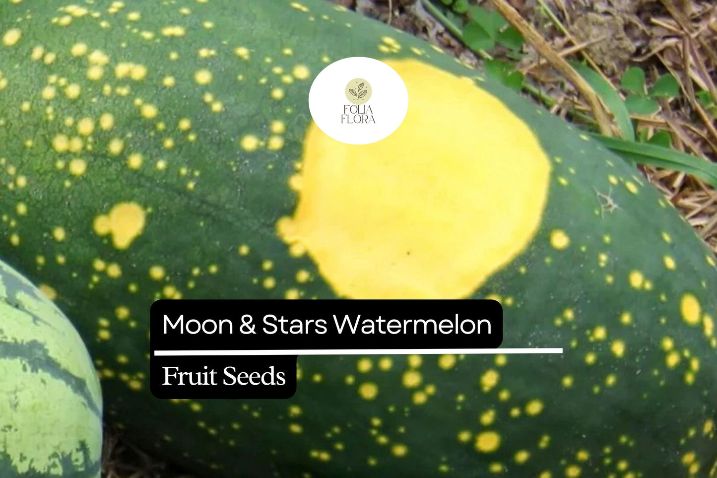 Moon & Stars Watermelon Seeds – Heirloom Variety, Sweet Red Flesh, Unique Rind, Citrullus lanatus