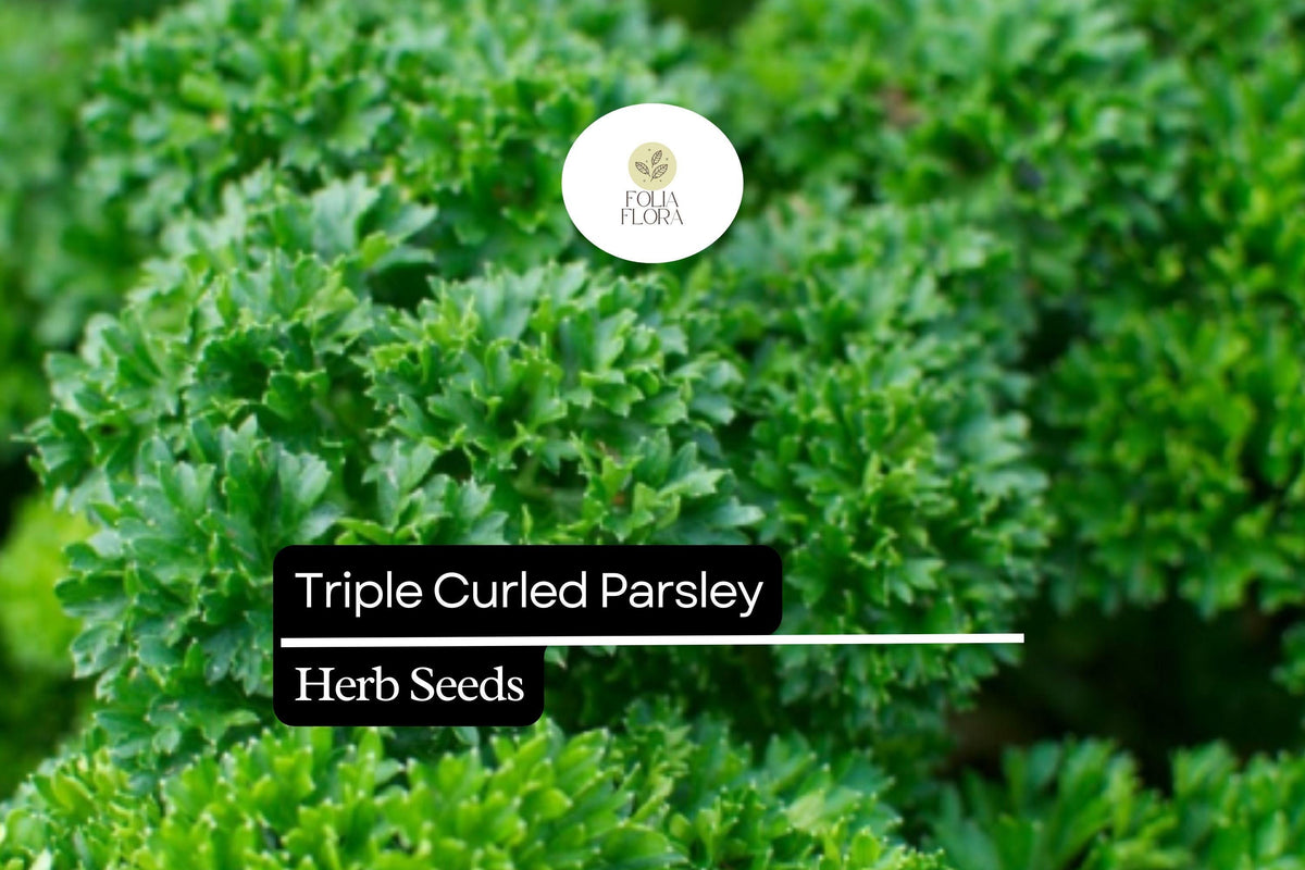 1000 Seeds Triple Curled Parsley Herb Seeds, Vibrant Green, Culinary & Ornamental, Petroselinum crispum