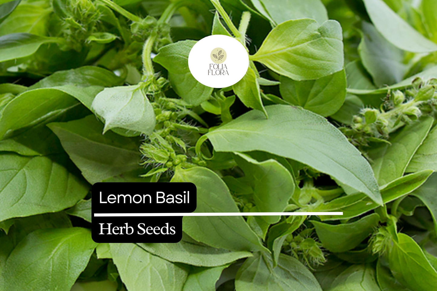 500 Lemon Basil Seeds – Fragrant Culinary Herb, Garden Planting, Ocimum basilicum var. citriodora