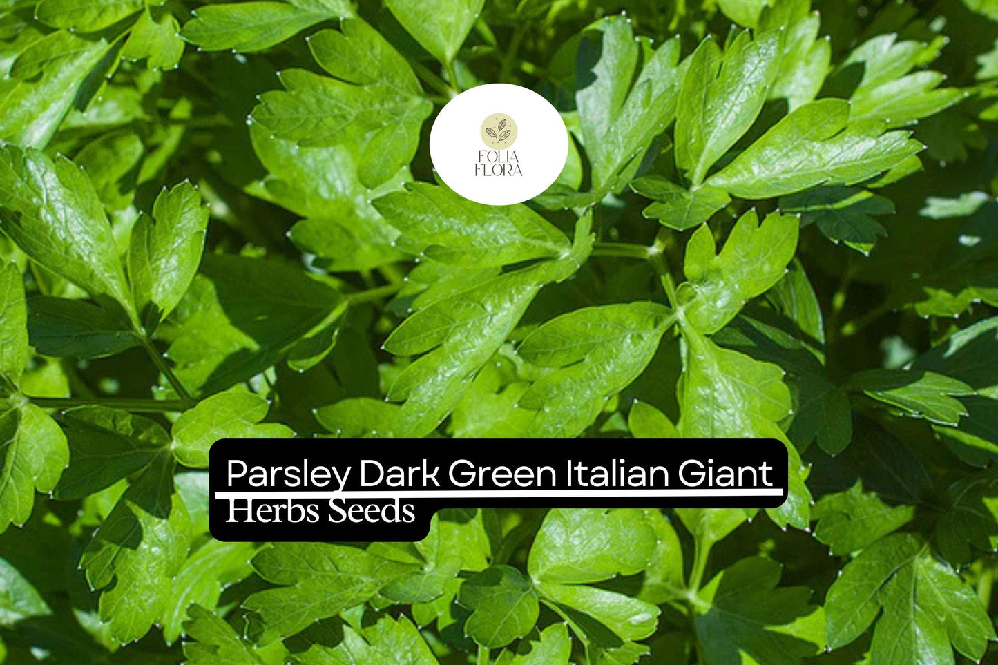 1000 Seeds Dark Green Italian Giant Parsley Herb Seeds | Petroselinum crispum neapolitanum | Non-GMO, Heirloom, Culinary Herb