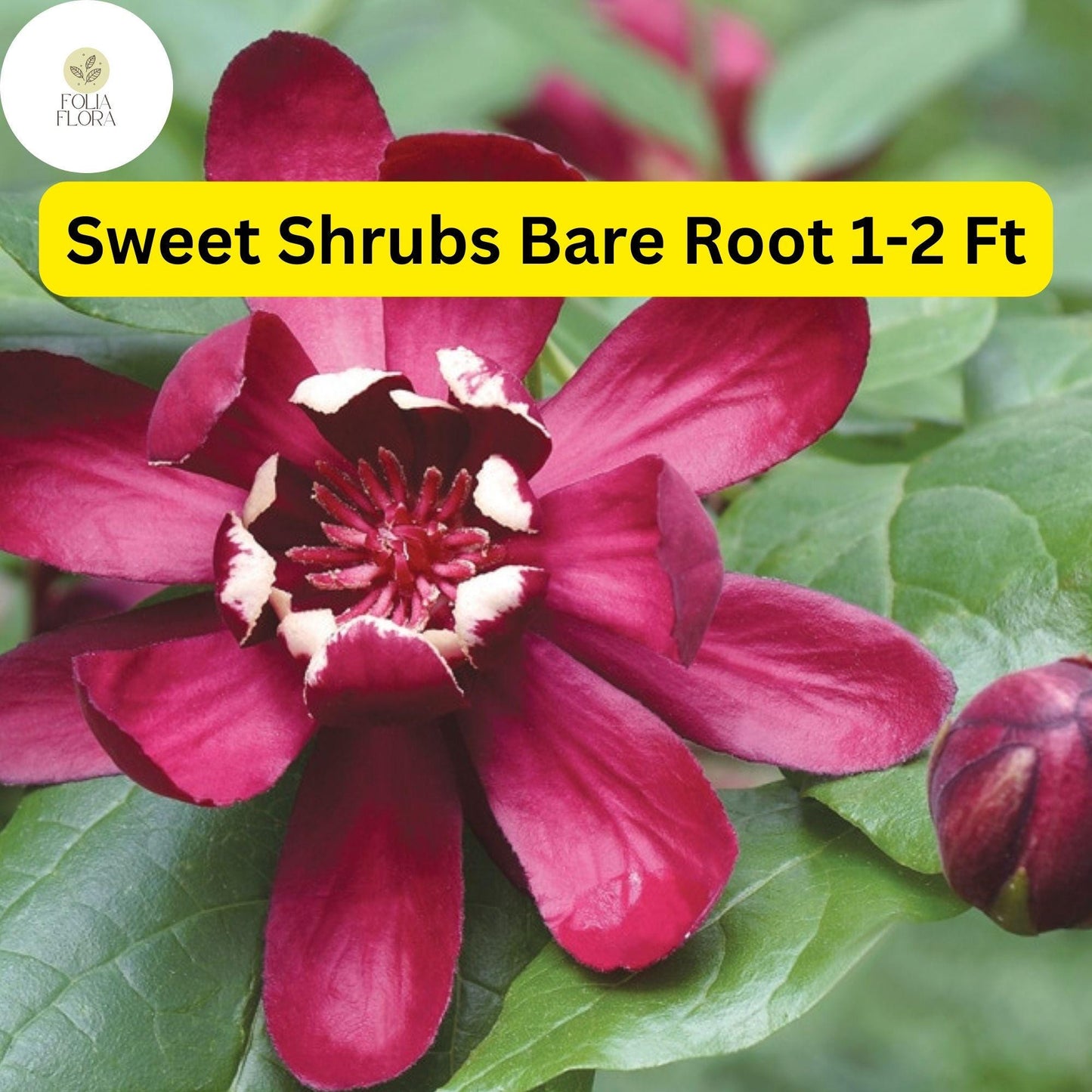 Bare Root Sweet Shrub (Calycanthus floridus) - Fragrant Flowering Shrubs, 1-2 ft, Pollinator Attracting Garden Plants