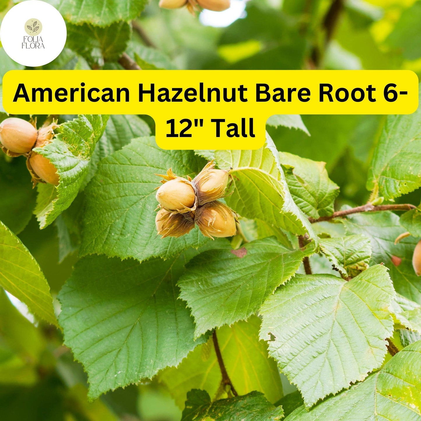 Bare Root American Hazelnut Trees - 6-12 Inches Tall, Edible Nut-Producing Corylus americana, Live Trees for Garden or Orchard
