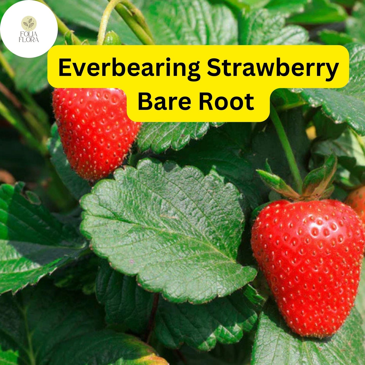 Everbearing Strawberry Plants Pack of 10 Bare Root Albion Fragaria × ananassa Zones 4-9