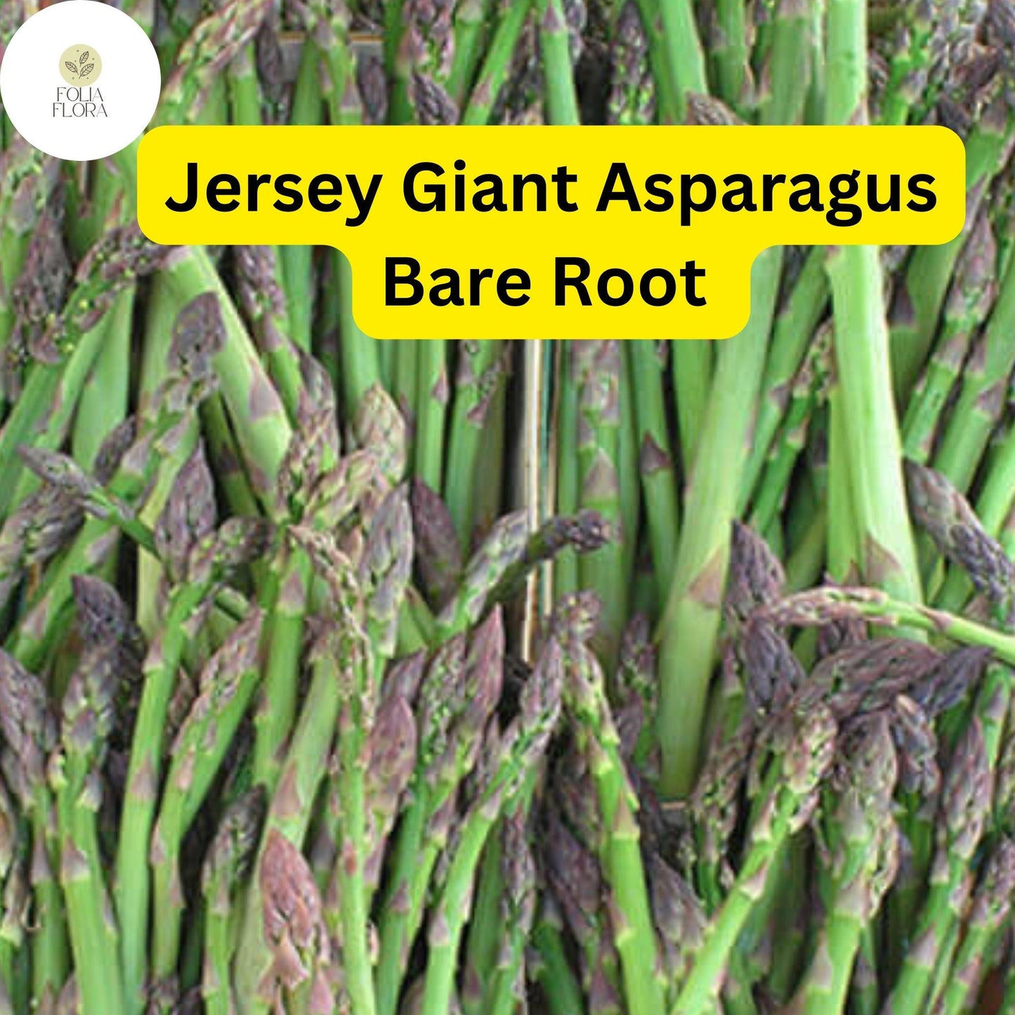 Green Jersey Giant Asparagus Bare Root Crowns - 10 Pack, High-Yield, Disease-Resistant, Perennial Vegetable, Asparagus officinalis