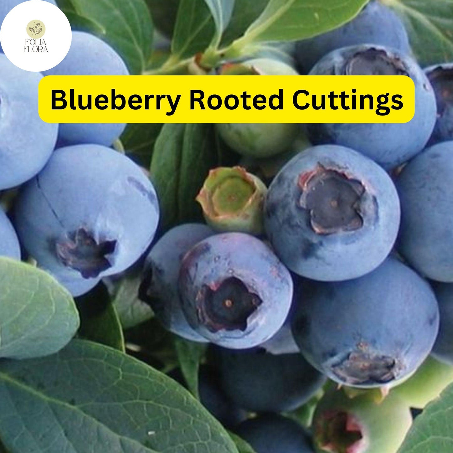 Blueberry Plant Rooted Cutting, Live Bare Root Starter, Vaccinium spp., Edible Fruit, Compact Growth, Easy to Grow