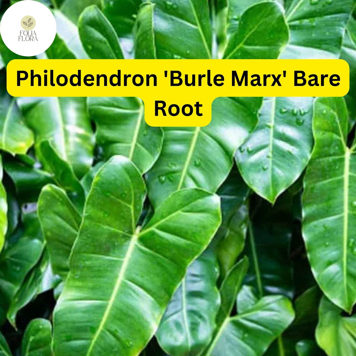 Philodendron 'Burle Marx' Live Plant, Tropical Houseplant, Bare Root, Heart-Shaped Green Foliage, Indoor or Garden Decor