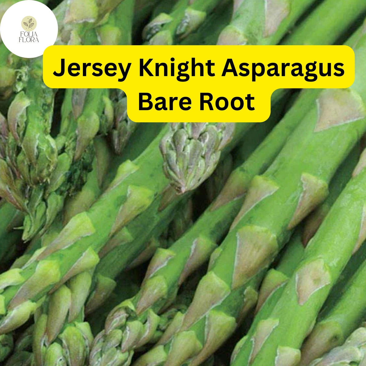 Green Jersey Knight Asparagus Bare Root Crowns – 2-Year-Old, High-Yield, Disease-Resistant Perennial, Vegetable Garden Plant