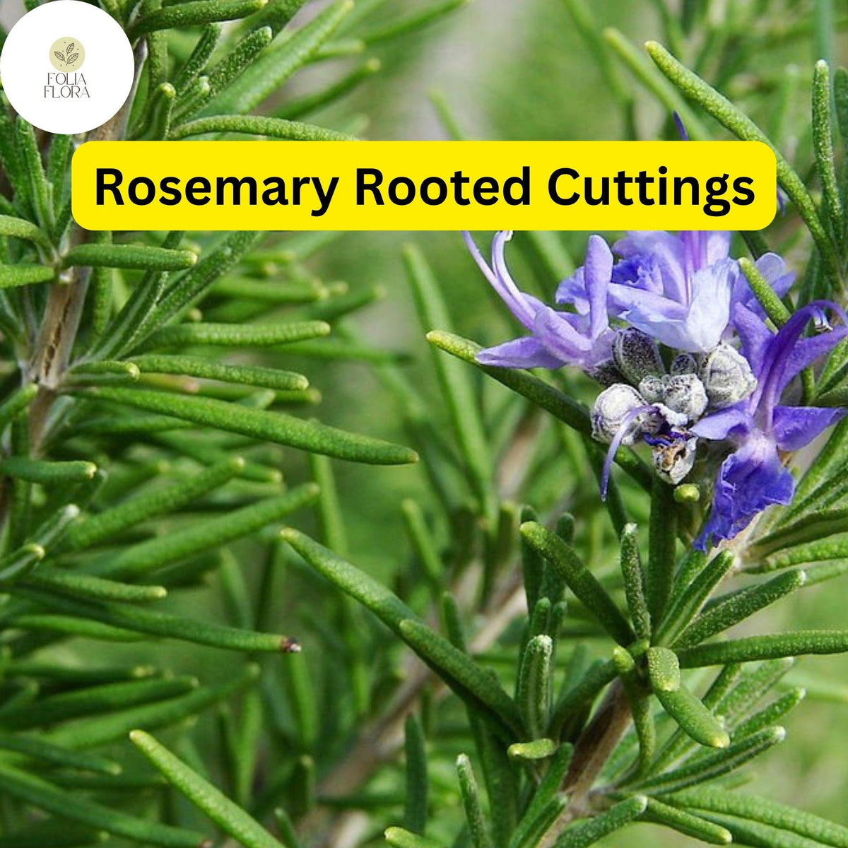 Lot of 2 Rosemary Cuttings - Live Herb Plants, 5-8 Inches, Aromatic, Drought-Tolerant, Salvia rosmarinus