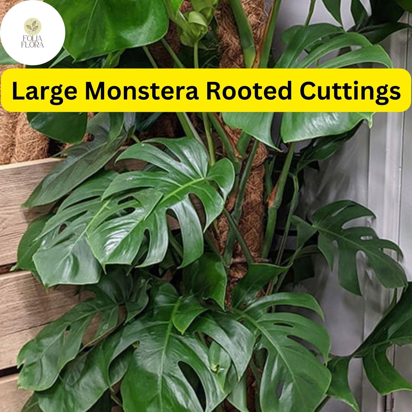 Large Monstera Deliciosa Rooted Cutting - Tropical Indoor Plant with Fenestrated Leaves, Easy Care, Indoor Decor, Philodendron