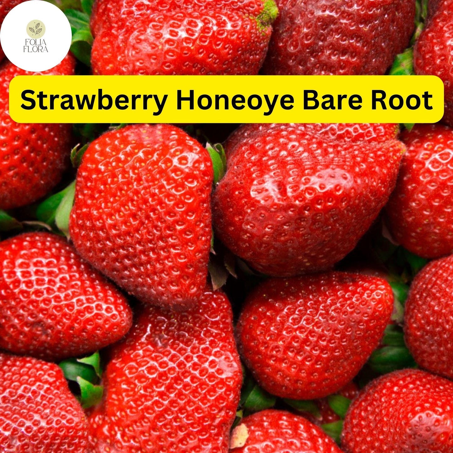Honeoye Strawberry Plants - 12 Bare Root, Sweet Juicy Berries, Fragaria × ananassa, High-Yield, Full Sun, Zone 4-9