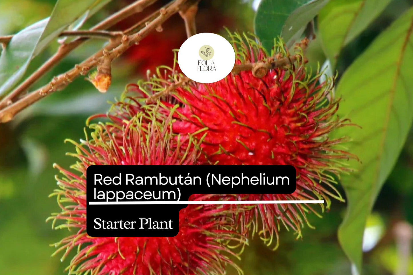 Red Rambutan Live Starter Plant – Exotic Tropical Fruit Tree Nephelium lappaceum, 12-24 inches