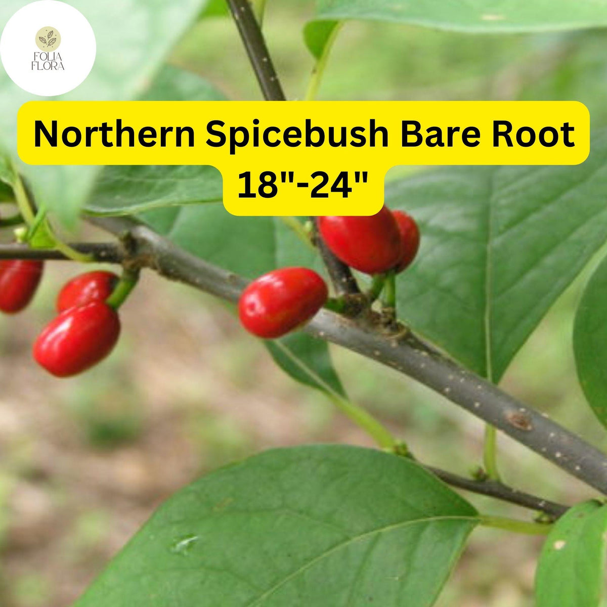 Northern Spicebush Bare Root Shrub – Lindera benzoin, 18-24" – Aromatic Foliage, Yellow Spring Flowers, Wildlife-Attracting Berries