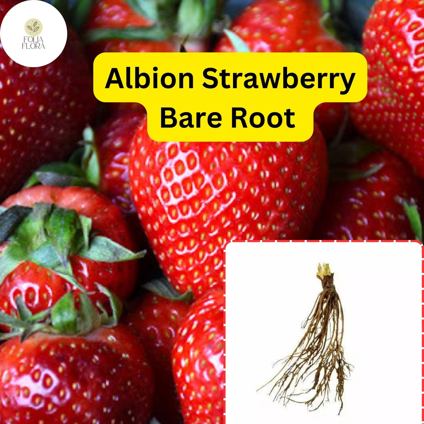 Bare Root Albion Strawberry Plants – Day-Neutral Fragaria x ananassa for Continuous Harvest, Sweet Large Berries
