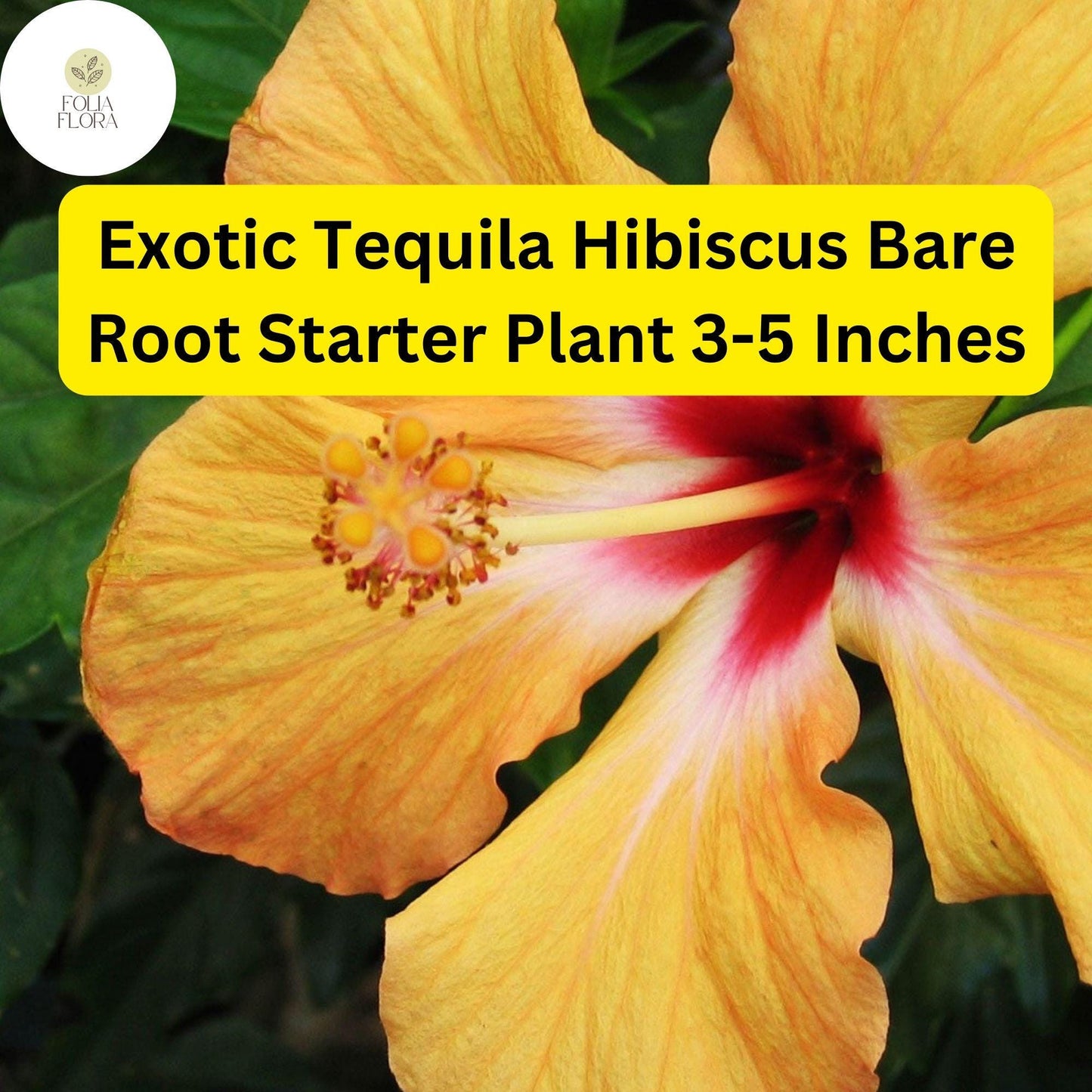 Exotic Hibiscus Starter Plant - Vibrant Orange, Red, Yellow Blooms - Hibiscus rosa-sinensis 'Tequila'