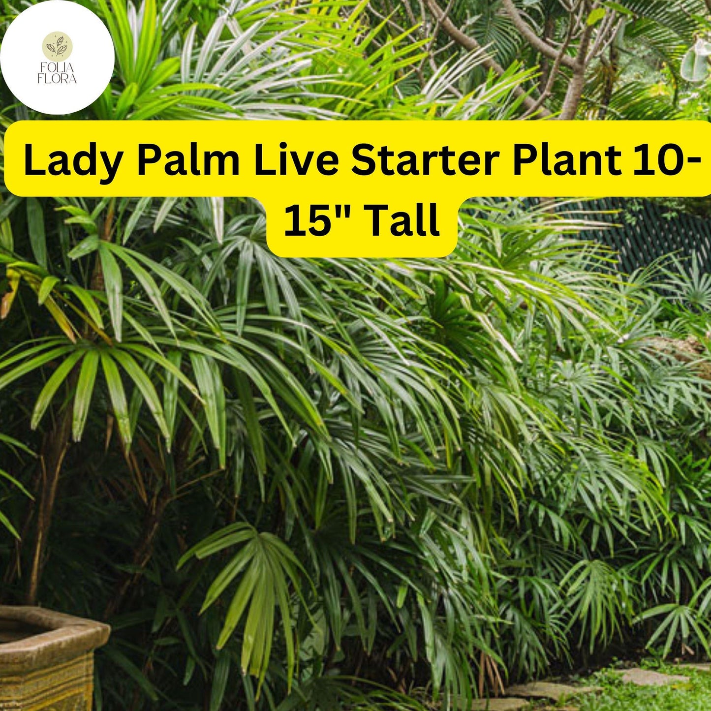 Rhapis excelsa Lady Palm Live Plant - 10-15 Inch Indoor Air-Purifying, Pet-Friendly, Low-Maintenance Green Foliage