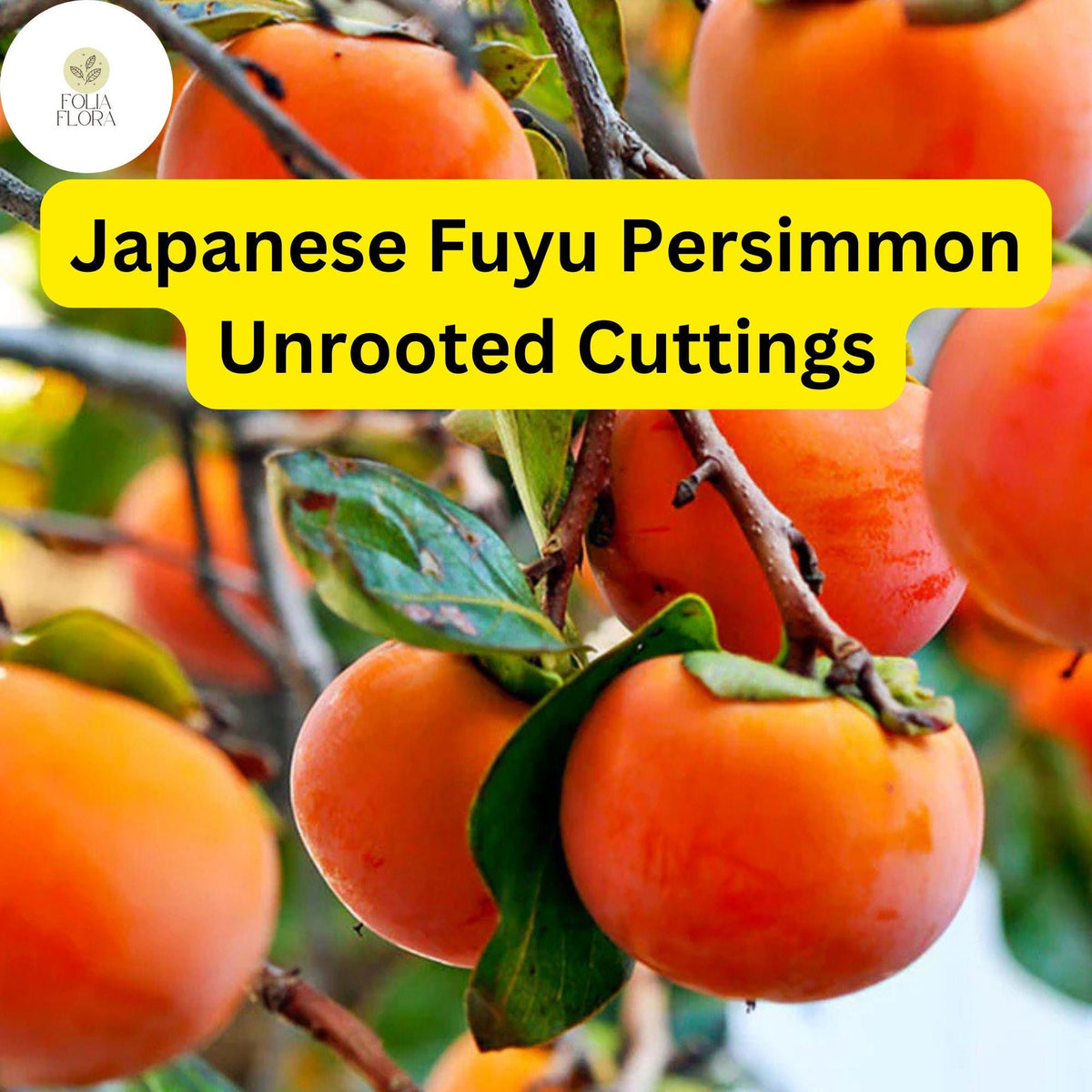 Japanese Fuyu Persimmon Unrooted Cuttings – Diospyros kaki, Sweet Non-Astringent Fruit, Easy to Grow, Hardy Tree for Edible Landscaping
