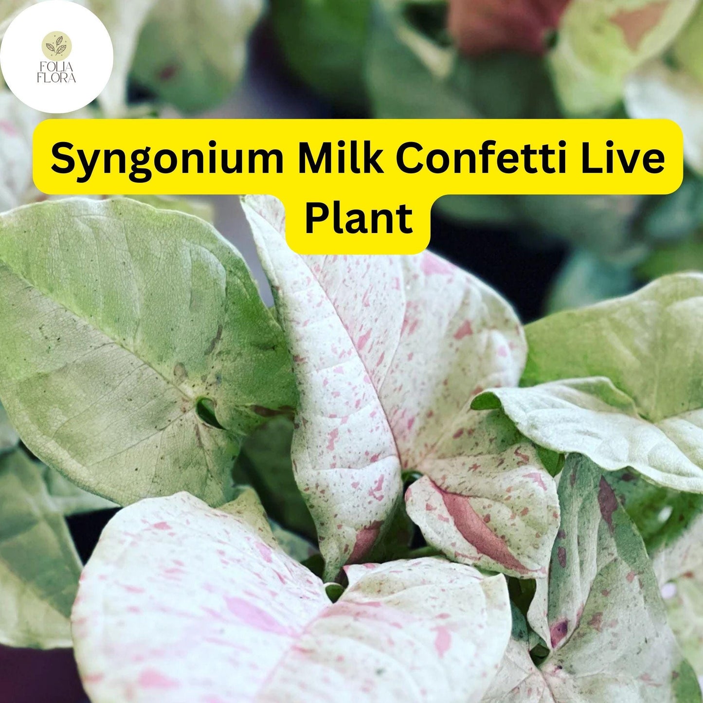 Syngonium podophyllum 'Milk Confetti' - Live Indoor Houseplant in 4" Pot, Variegated Arrowhead Plant, Air-Purifying, Easy Care