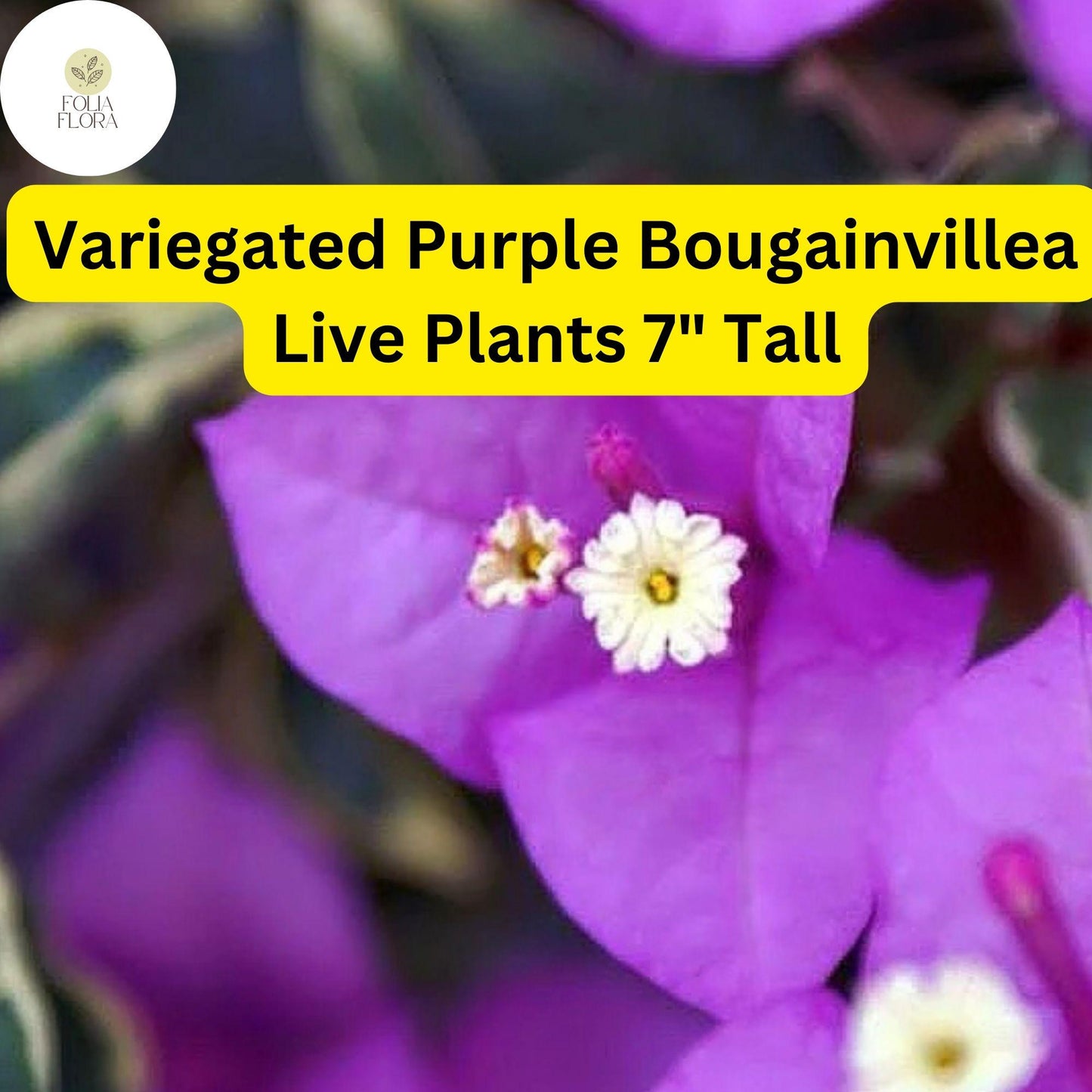 Variegated Purple Bougainvillea Live Plant – 7" Tall, Drought-Tolerant Tropical Vine with Vibrant Purple Bracts & Variegated Foliage