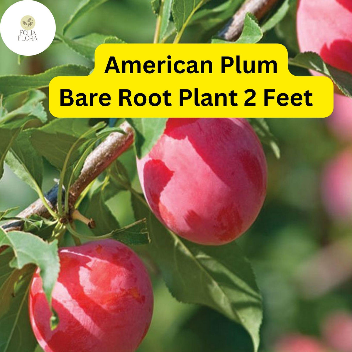 American Plum Tree 2ft Tall Live Fruit Tree Prunus americana Edible Plums, White Blossoms, Pollinator-Friendly