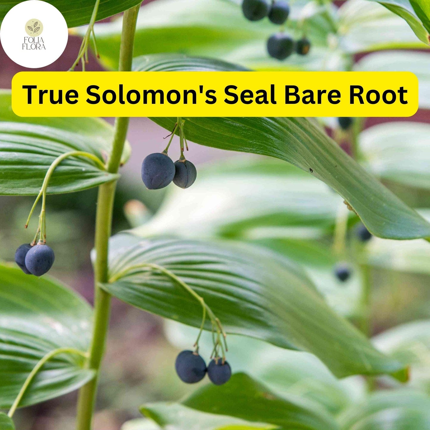 10 Bare Root Solomon's Seal Plants (Polygonatum biflorum) - Shade-Loving Perennials for Woodland Gardens