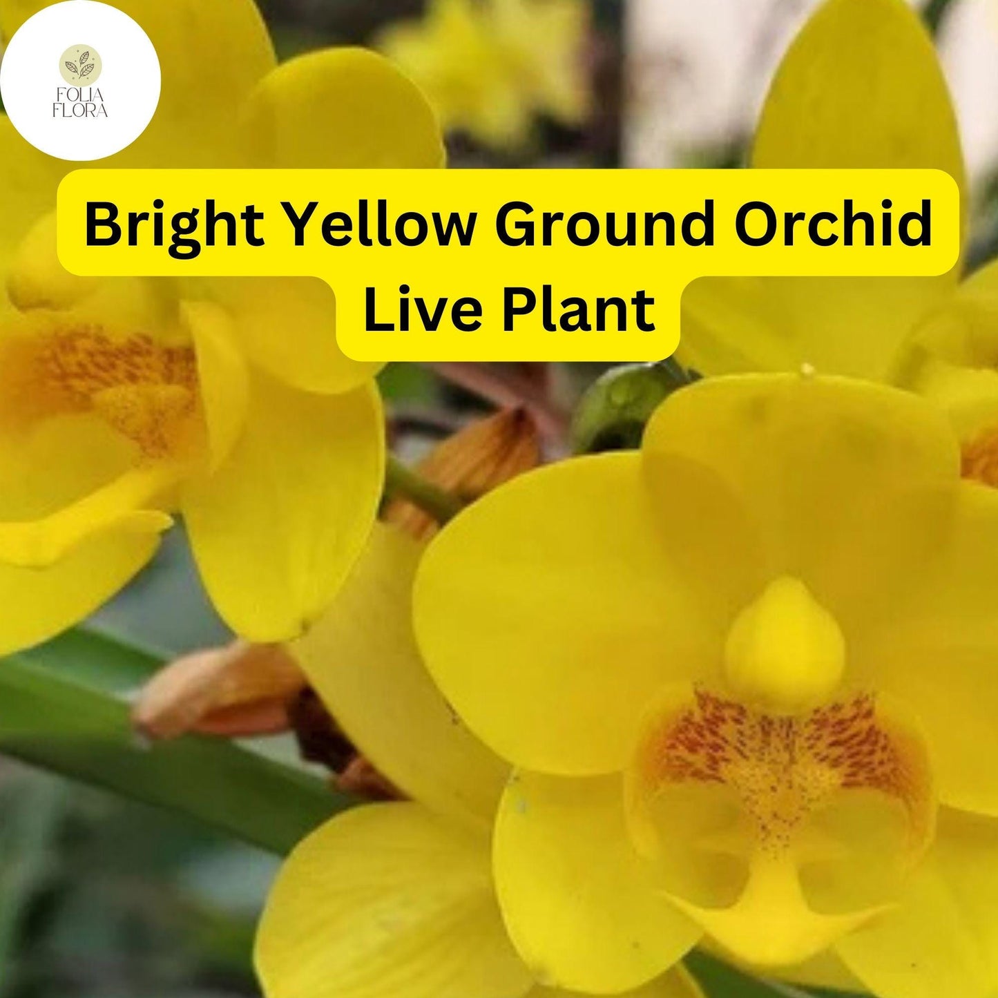 Yellow Ground Orchid Live Plant – Tropical Perennial in 4" Pot, Bright Yellow Flowers, Spathoglottis plicata