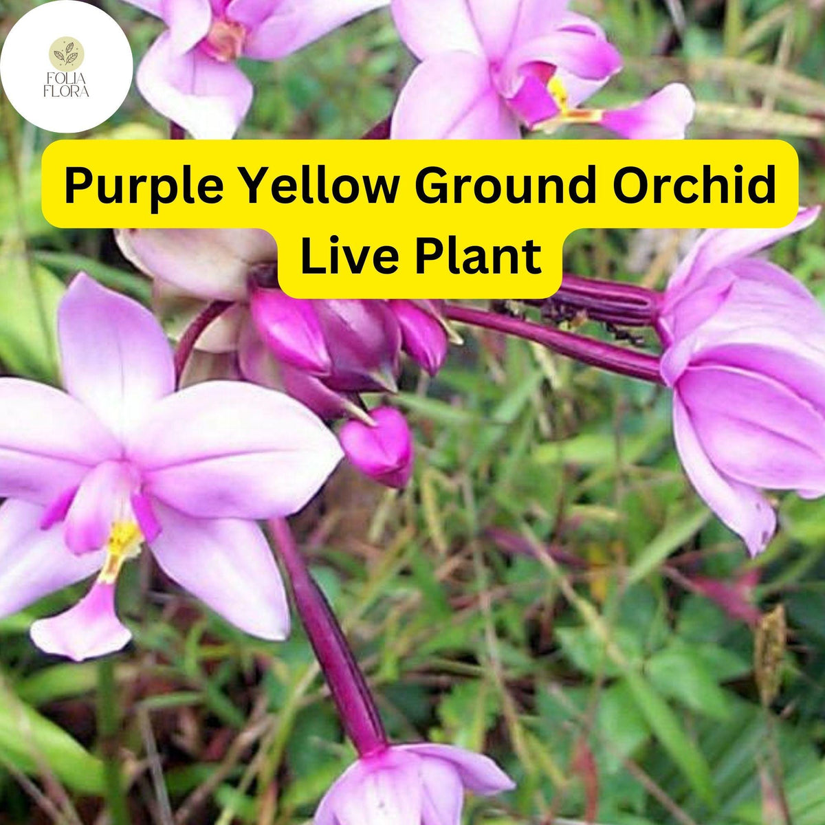 Purple Yellow Ground Orchid Live Plant - Spathoglottis plicata, Tropical Soil-Growing Orchid in 4" Pot