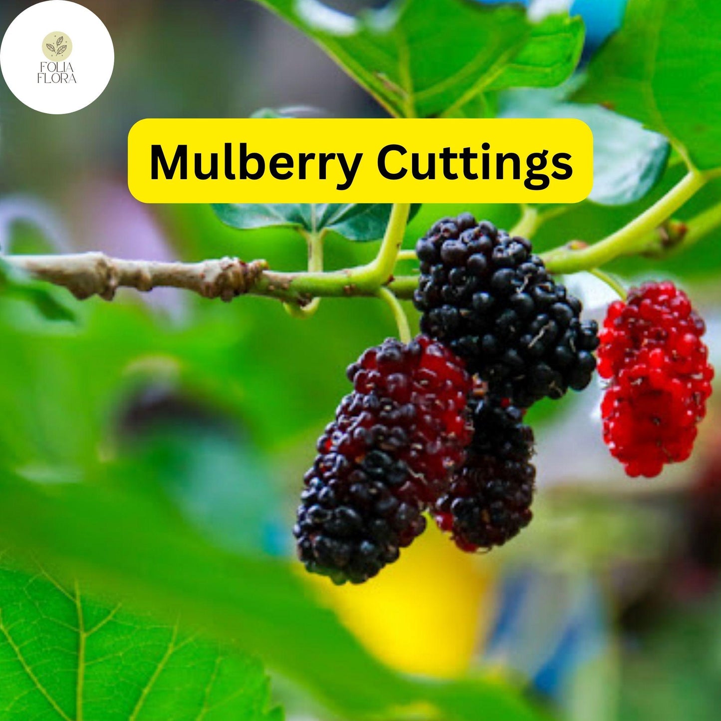 Mulberry Cuttings, Early-Fruiting Morus alba, Easy-to-Root, Edible Berries, Garden Planting Material