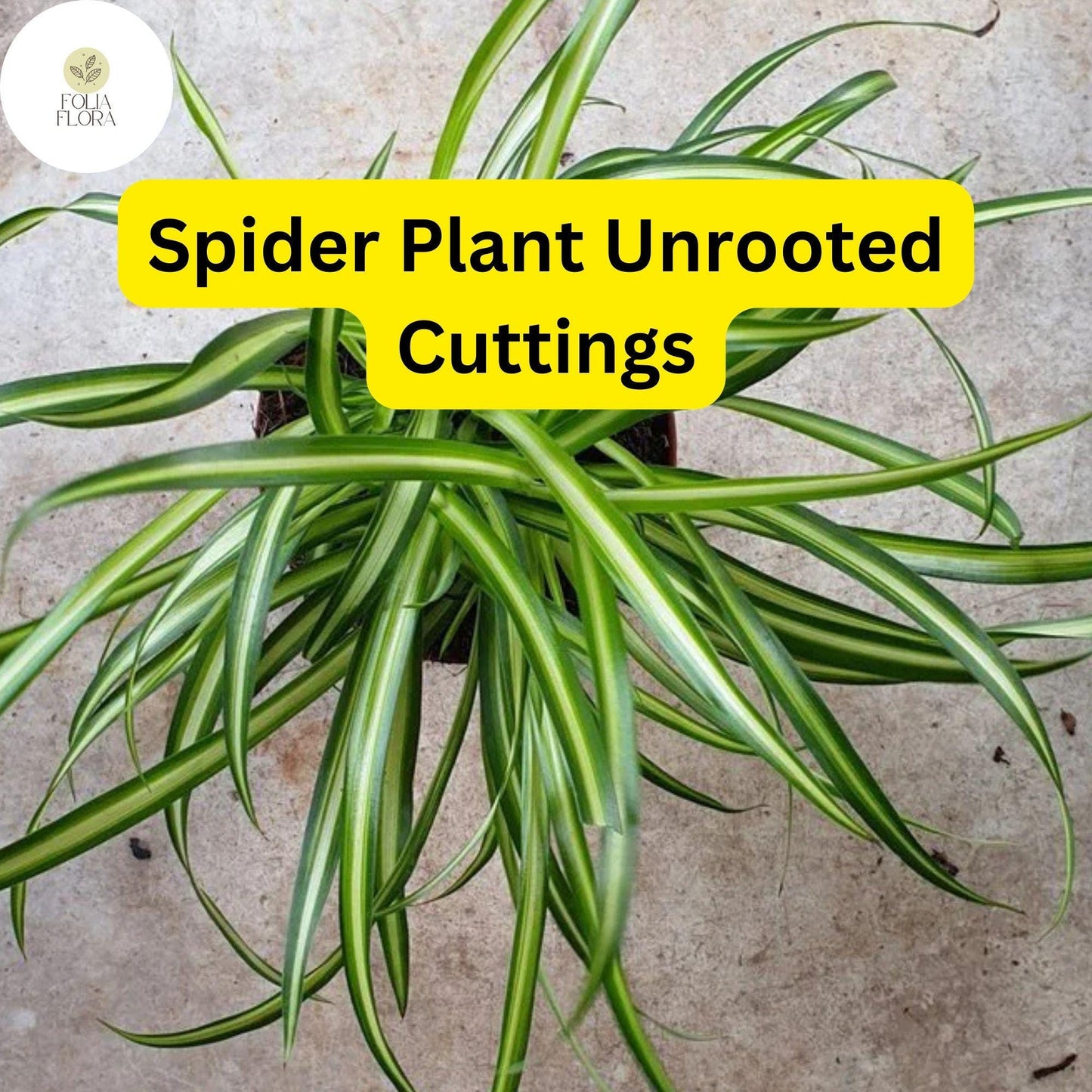 Unrooted Spider Plant Cuttings, Chlorophytum comosum, Indoor Air Purifier, Green & White Striped Foliage, Easy Care