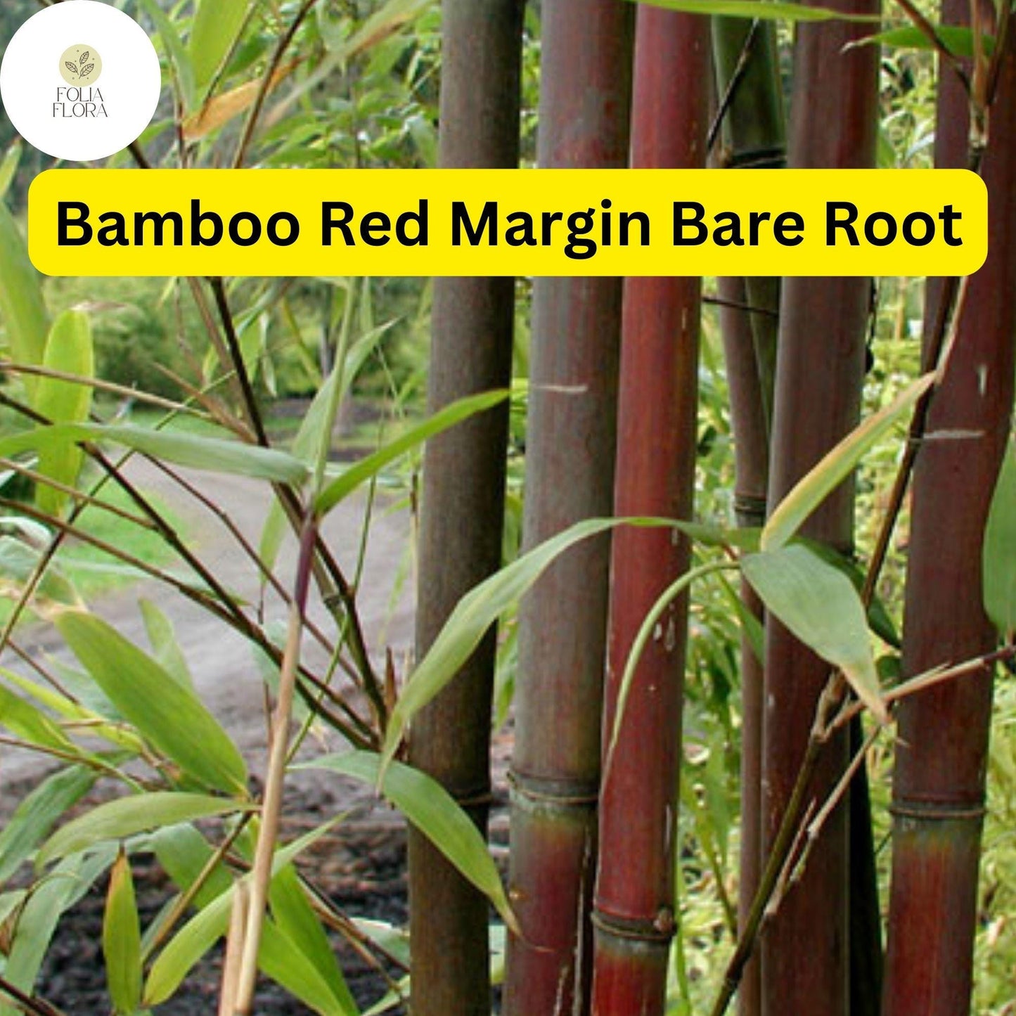 Live Bare Root Bamboo Plant | Red Margin (Phyllostachys rubromarginata) | Fast-Growing, Hardy, Ornamental, Privacy Screen
