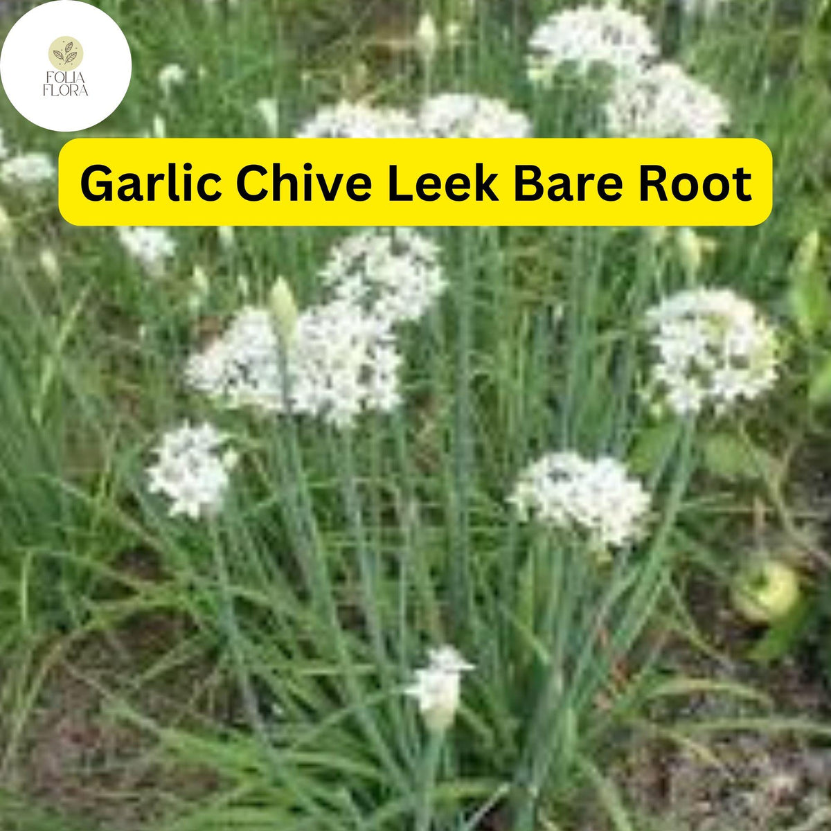 50 Live Garlic Chive Leek Plants - Edible Perennial Herb, Organic, Allium tuberosum, Bare Root, Culinary Greens