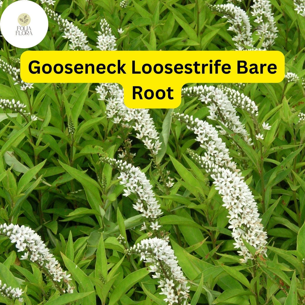 12 Bare Root Gooseneck Loosestrife Perennial Plants Lysimachia clethroides, White Cascading Flowers, Pollinator-Friendly Garden