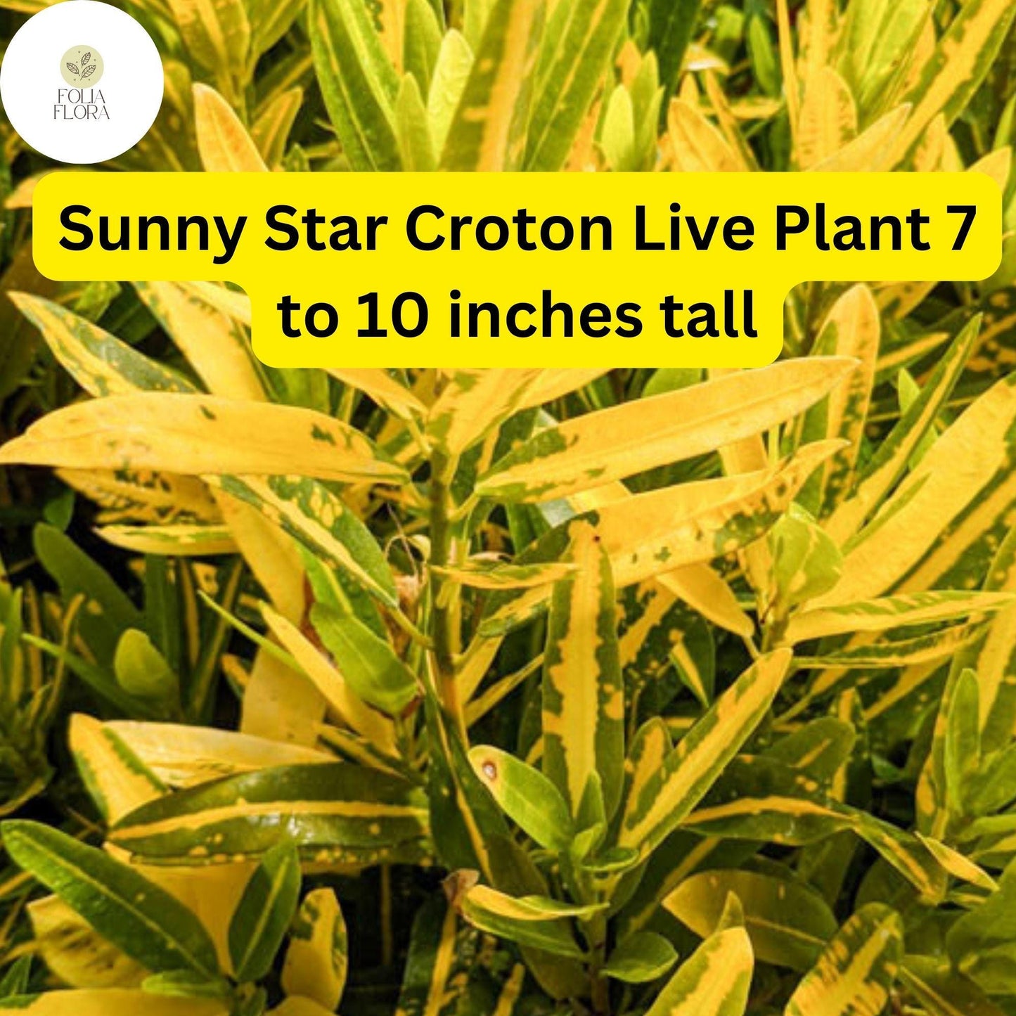 Sunny Star Croton Live Plant – 7-10 Inch Vibrant Green and Yellow Variegated Foliage, Tropical Codiaeum Variegatum