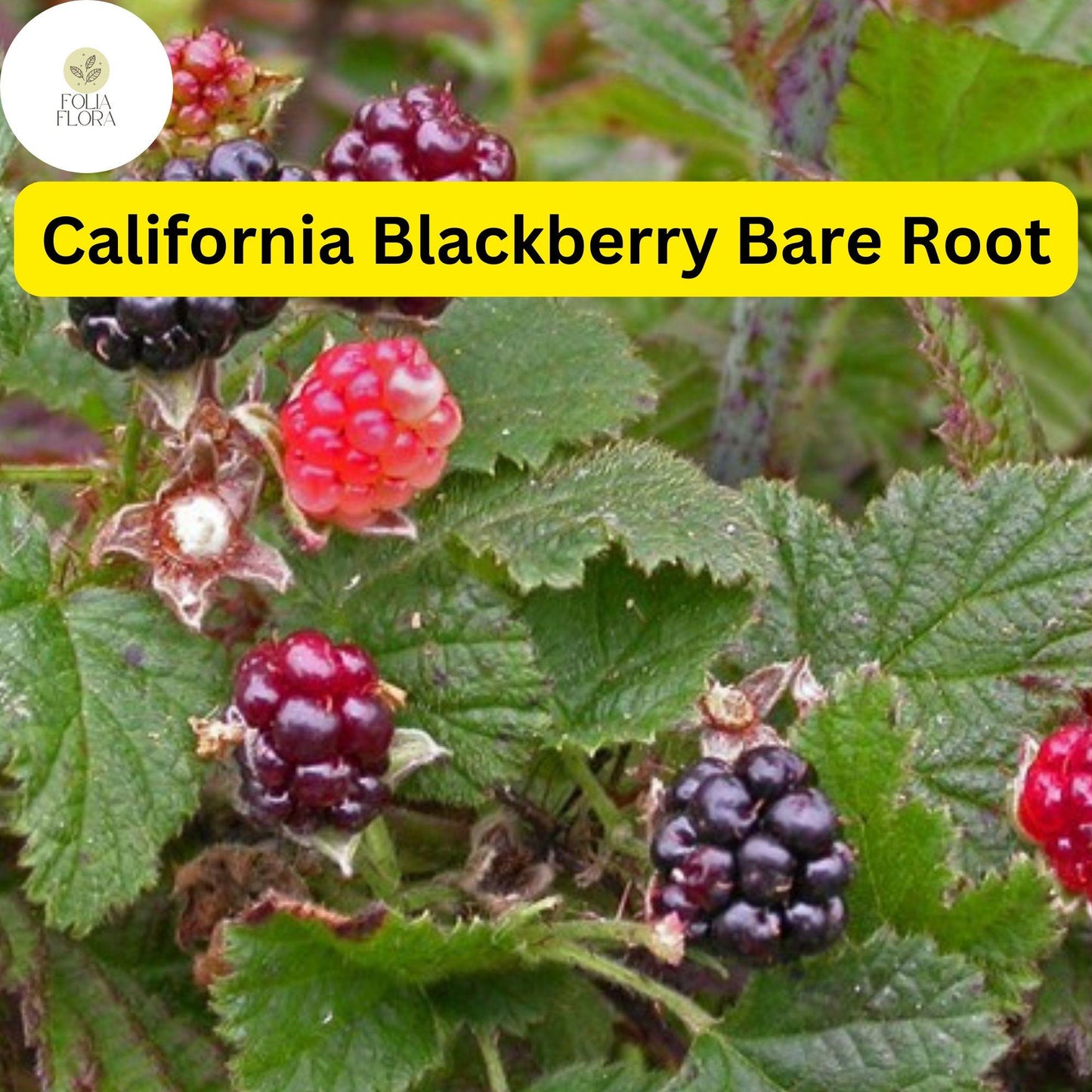 Organic California Blackberry Plant Bare Root 10-15" Juicy Fruit Rubus ursinus