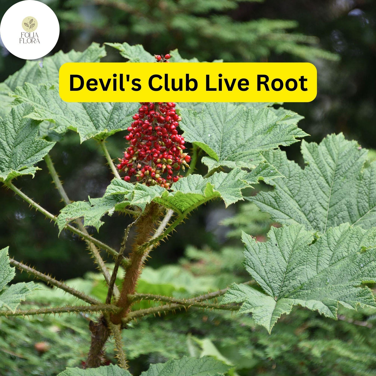 Devil's Club Live Root – 6 Inch Oplopanax horridus Native Plant for Woodland Gardens and Shade Gardens