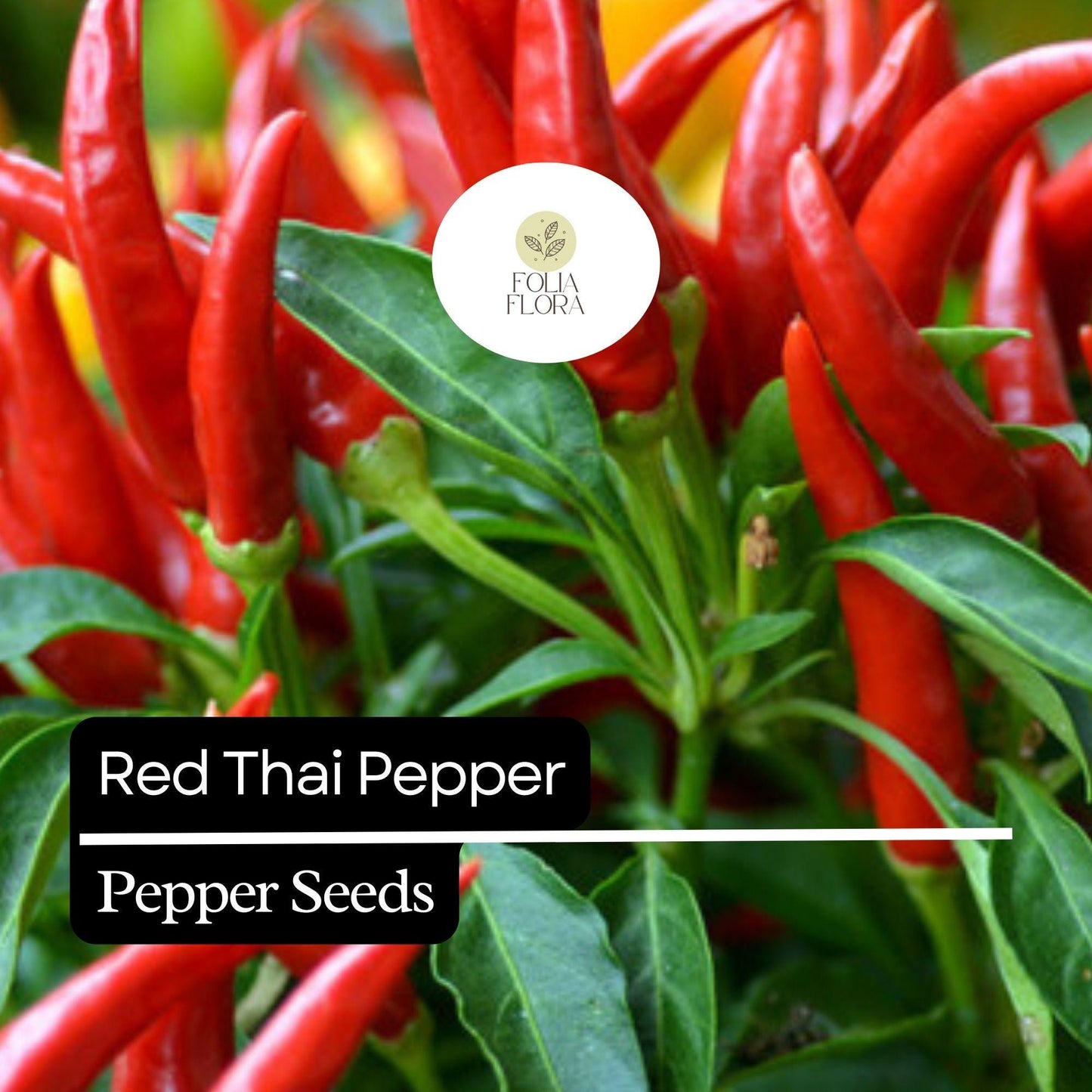 Red Thai Pepper Seeds – Heirloom, Non-GMO, High-Yield Chili Peppers, Capsicum annuum, Spicy 1-3 Inch Red Fruits