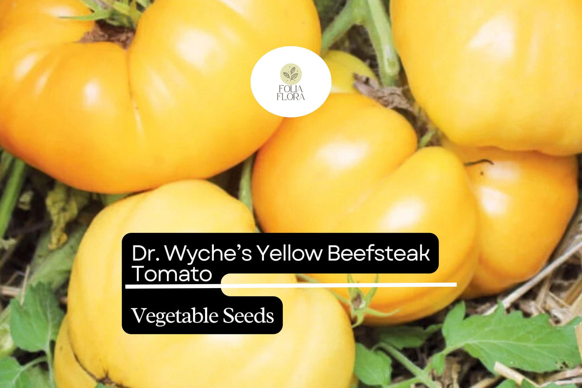 Dr. Wyche’s Yellow Tomato Seeds – Heirloom Beefsteak, Golden-Yellow, High-Yield, Indeterminate, Solanum lycopersicum