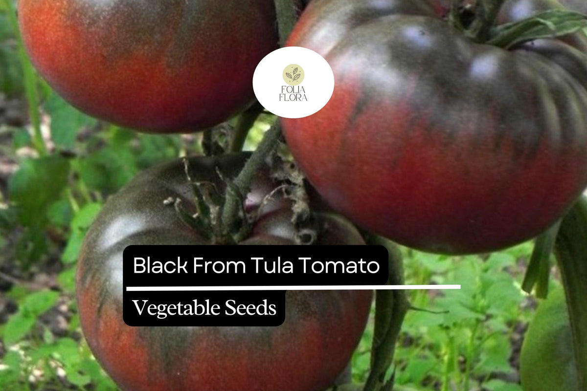 Black From Tula Tomato Seeds – Heirloom Beefsteak, High-Yielding, Indeterminate, Solanum lycopersicum