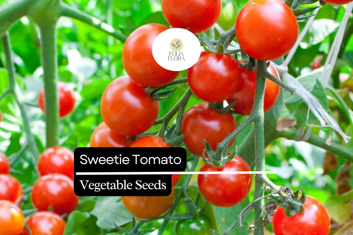 Sweetie Tomato Seeds – Heirloom Cherry Tomato, High-Yielding, Bright Red, Indeterminate, Solanum lycopersicum